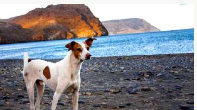 Андалузский поденко — всё о собаке