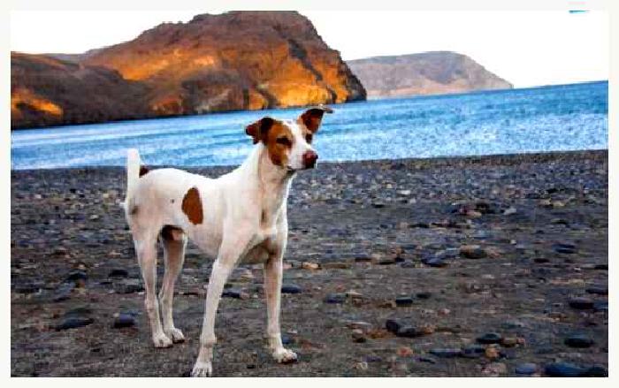 Андалузский поденко — всё о собаке