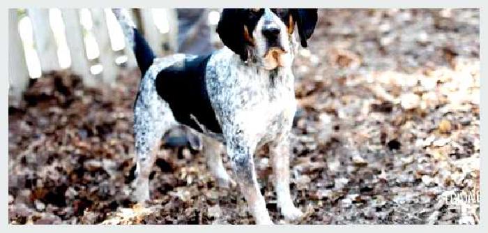 Английская енотовая гончая — всё о собаке