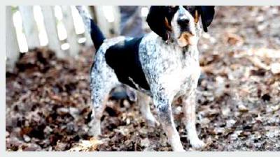 Английская енотовая гончая — всё о собаке