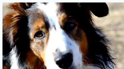 Английская овчарка — всё о собаке