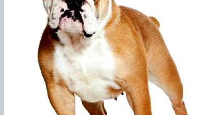 Английский бульдог — всё о собаке