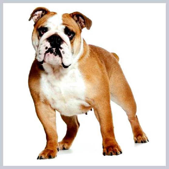 Английский бульдог — всё о собаке