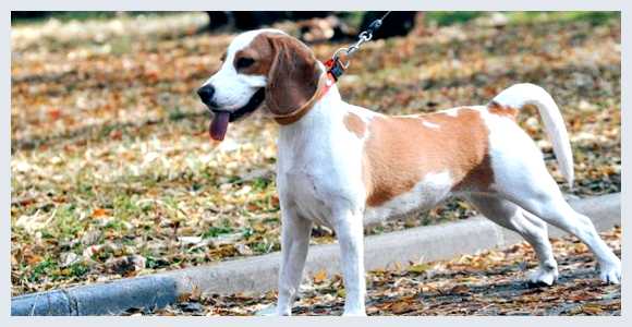 Английский фоксхаунд - всё о собаке