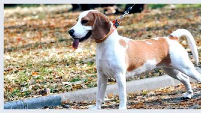 Английский фоксхаунд — всё о собаке