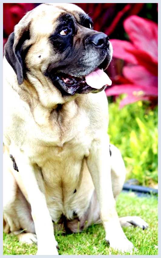 Английский мастиф - всё о собаке