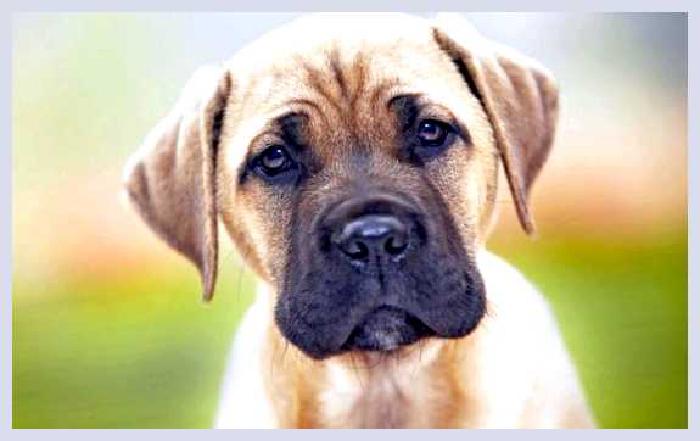 Английский мастиф — всё о собаке