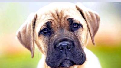 Английский мастиф — всё о собаке