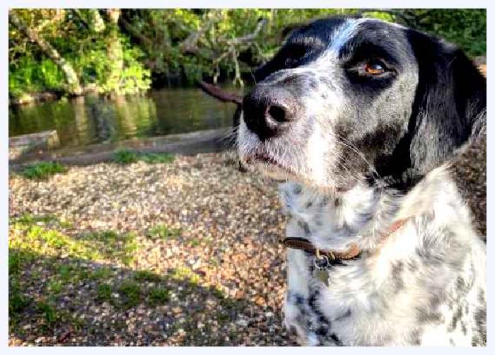 Английский пойнтер — всё о собаке