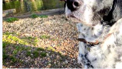 Английский пойнтер — всё о собаке