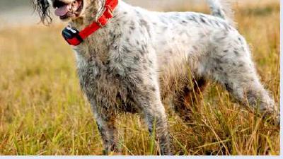 Английский сеттер — всё о собаке