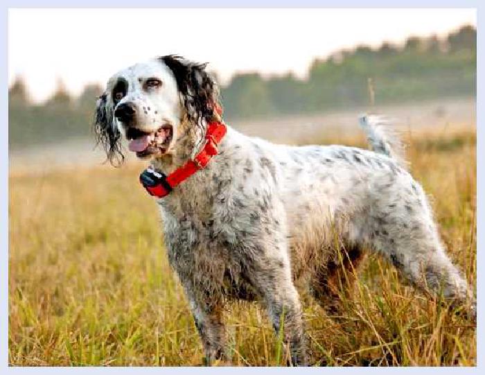 Английский сеттер — всё о собаке