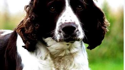 Английский спрингер-спаниель — всё о собаке