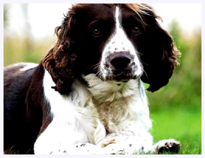 Английский спрингер-спаниель — всё о собаке