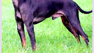 Английский той-терьер — всё о собаке