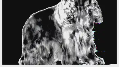 Английский водяной спаниель — всё о собаке