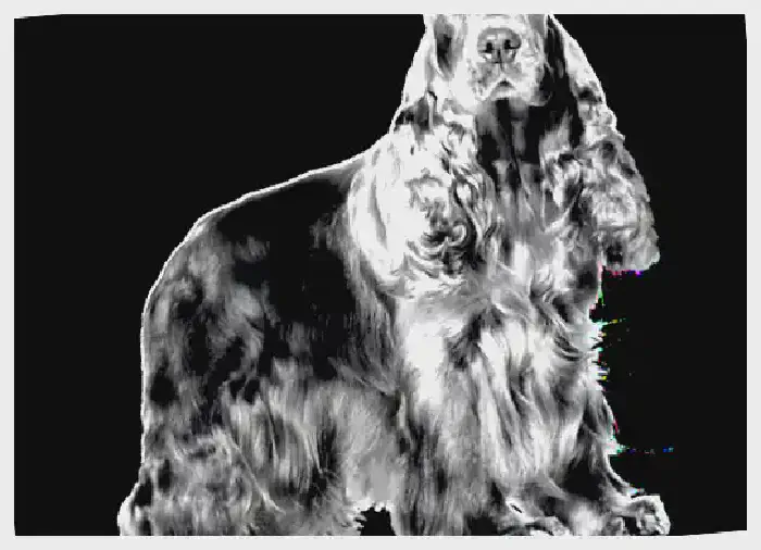 Английский водяной спаниель — всё о собаке