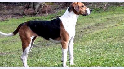 Англо-французская малая гончая — всё о собаке