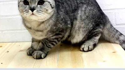 Антицарапки для кошек выбор достоинства и использование резиновых колпачков