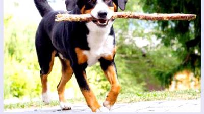 Аппенцеллер зенненхунд — всё о собаке