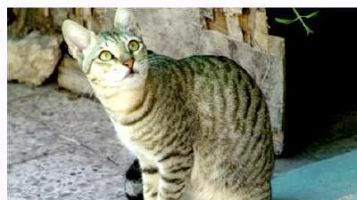 Аравийский мау — всё о кошках