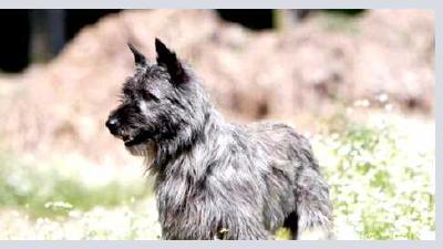 Арденнский бувье — всё о собаке