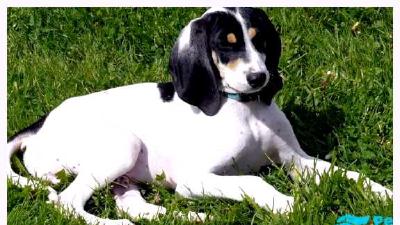 Арьежская гончая — всё о собаке