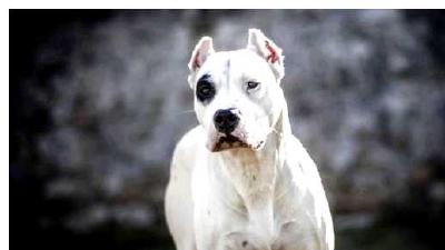 Аргентинский дог — всё о собаке