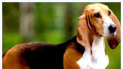 Артезиано-нормандский бассет — всё о собаке