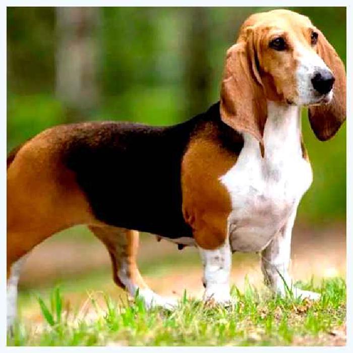 Артезиано-нормандский бассет — всё о собаке