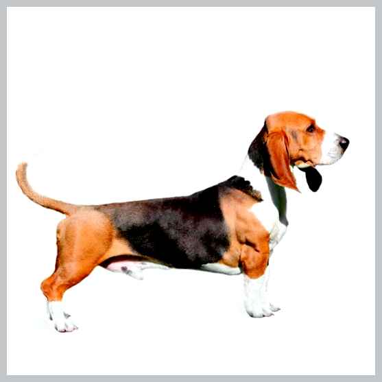 Артезиано-нормандский бассет - всё о собаке до большого Темперамент Дружелюбный, игривый