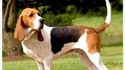 Артуазская гончая — всё о собаке