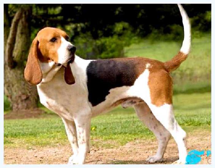 Артуазская гончая — всё о собаке