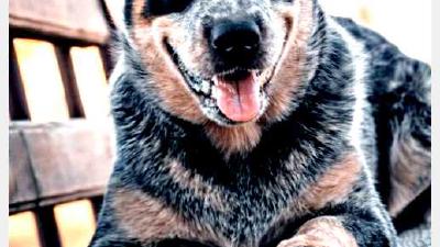 Австралийская короткохвостая пастушья собака — всё о собаке