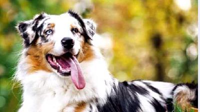Австралийская овчарка — всё о собаке
