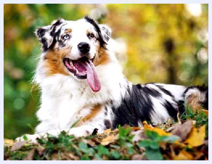 Австралийская овчарка — всё о собаке