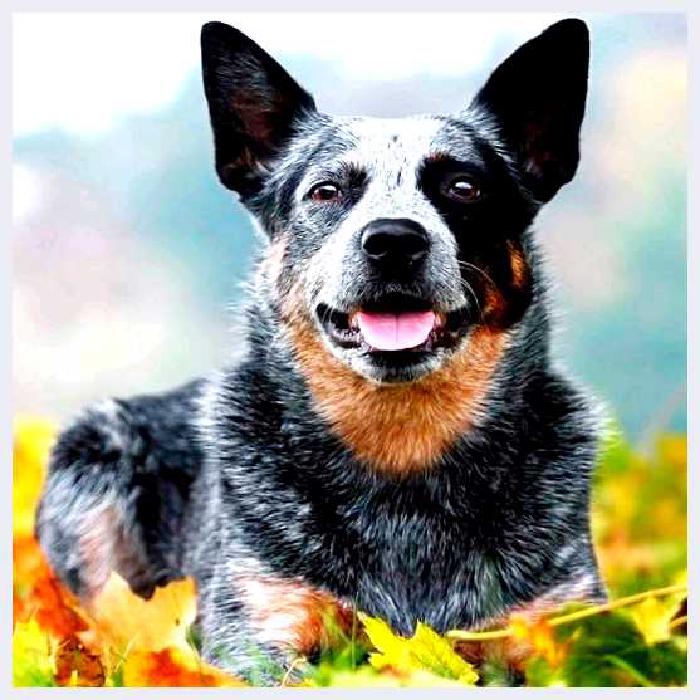 Австралийская пастушья собака — всё о собаке