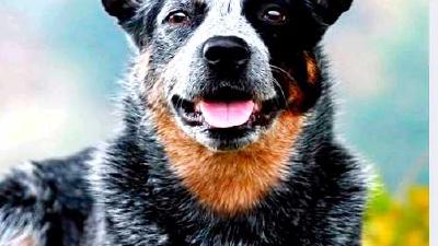 Австралийская пастушья собака — всё о собаке