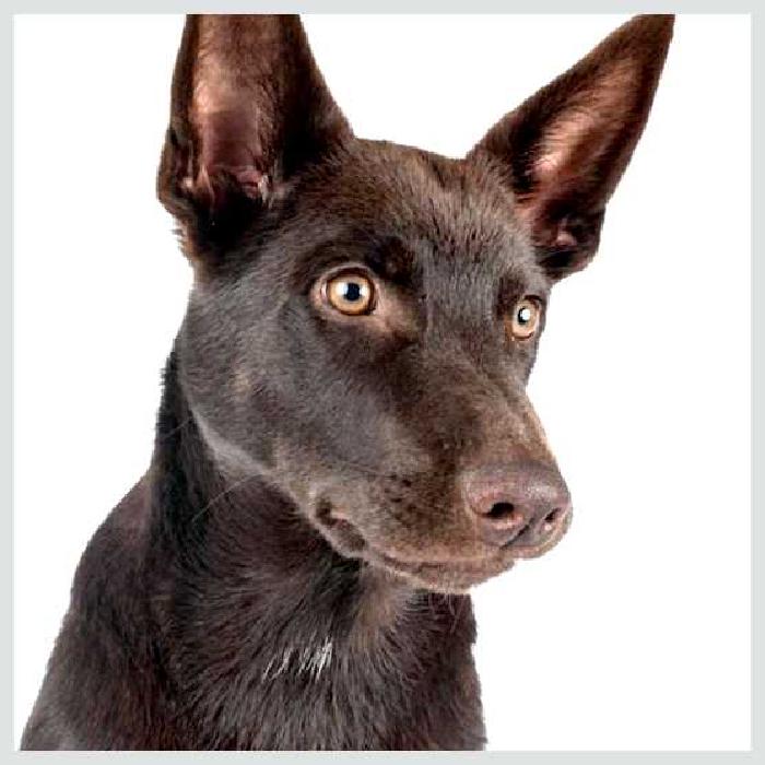 Австралийский келпи — всё о собаке