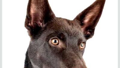 Австралийский келпи — всё о собаке