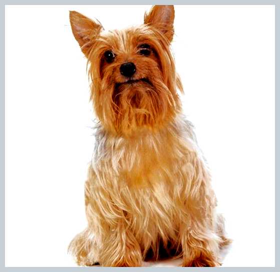 Австралийский шелковистый терьер - всё о собаке