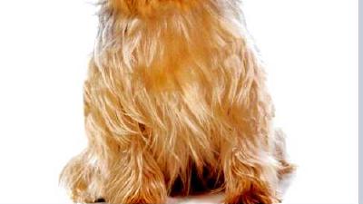 Австралийский шелковистый терьер — всё о собаке
