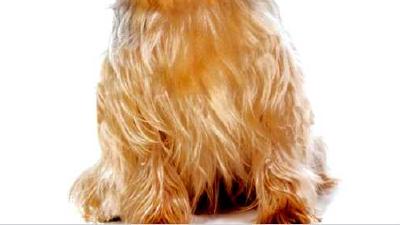 Австралийский терьер — всё о собаке