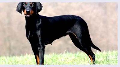 Австрийская гончая — всё о собаке