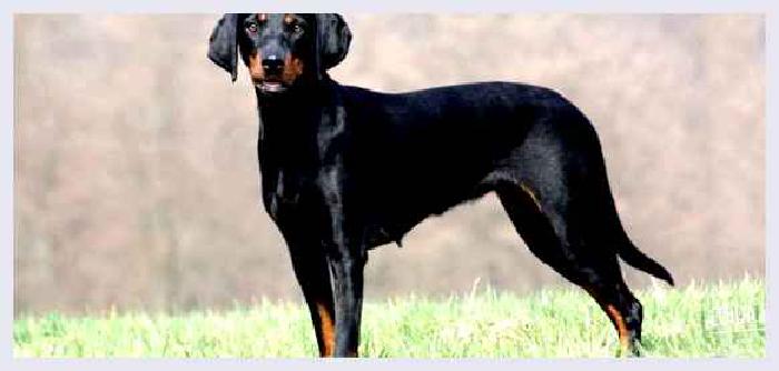 Австрийская гончая — всё о собаке