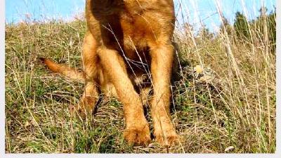 Австрийский брудастый бракк — всё о собаке