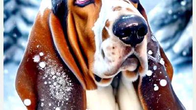 Австрийский Пенненсбрук — всё о собаке