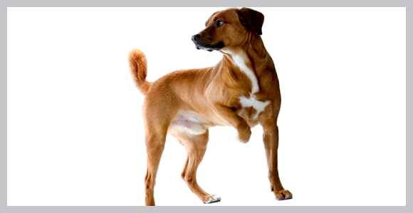 Австрийский пинчер - всё о собаке Воспитание         Воспитание