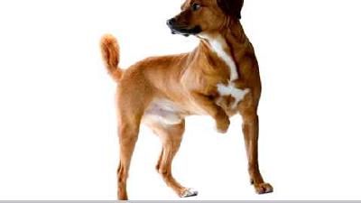 Австрийский пинчер — всё о собаке