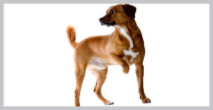 Австрийский пинчер — всё о собаке